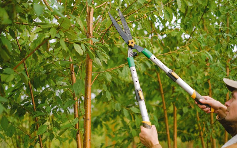 Tree trimming in Kotlik, AK